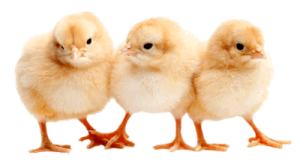 Baby-Chicks (1)